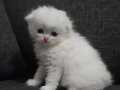 3 adet suan 1.5 aylik scottish fold hepsi disi