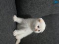 Scottish Fold Red Point Yavrumuz Yeni Yuvasını Arıyor!  ????