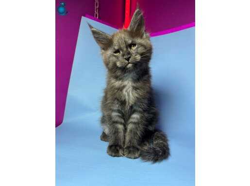 2 Aylık Mainecoon Yavruları 