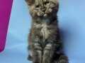2 Aylık Mainecoon Yavruları 