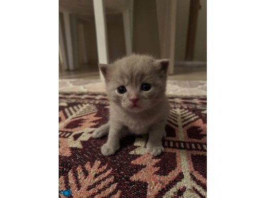 Duman Bey Sahibini Bekliyor 