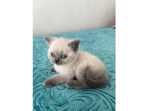 Kedi yavruları