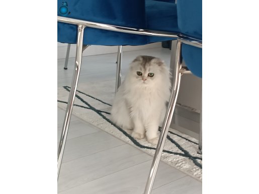 Dünya Güzelini veriyoruz