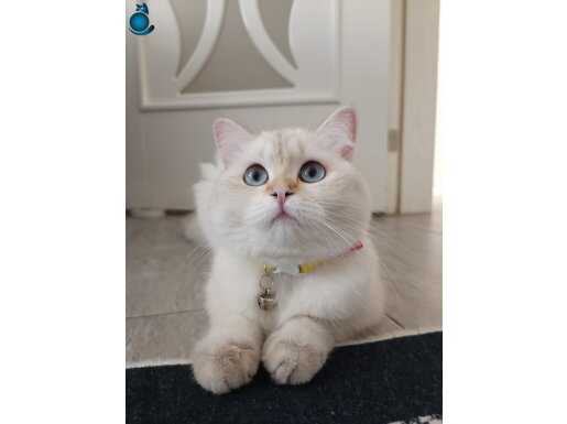 8 Aylık Dişi Kedi 