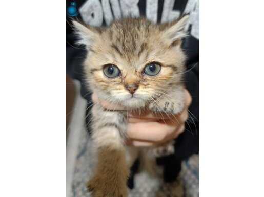 2 AYLIK YAVRUMUZ BRİTİSH GOLDEN TABBY