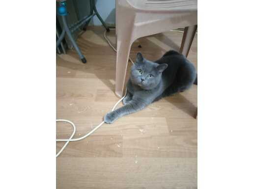 British shorthair