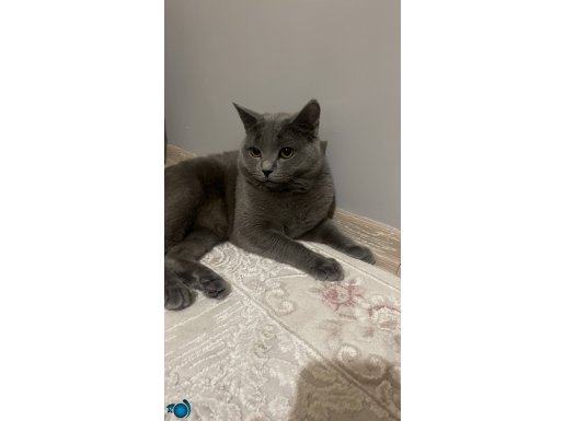 Sevimli uysal 1yaşında ismi gorfi ????