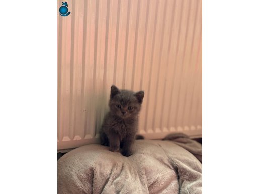 2,5 aylık british shorthair