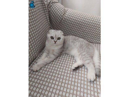 Silver Scottish Fold