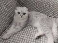 Silver Scottish Fold
