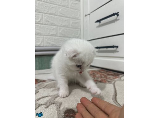 Kedinin tuvalet eğitimi yok fiyatta görüşülür