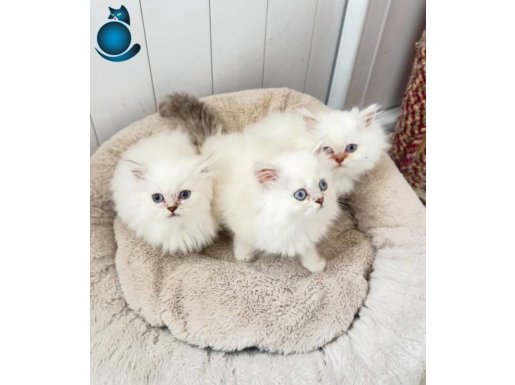 ORJİNAL 3 ERKEK MİNİKLERİM YENİ AİLELERİNE GİTMEYE HAZIRDIR