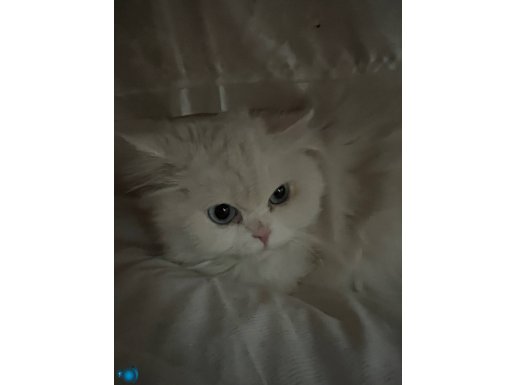 Dişi British Longhair