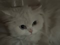 Dişi British Longhair