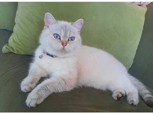 Yakışıklı Oğlumu Mecburi Sebeplerden Dolayı Sahiplendirme