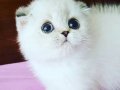 Boncuk gözlü çok sevimli minnak pati