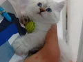 Maviş gözlü çok oyuncu sevimli