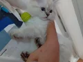 Maviş gözlü çok oyuncu sevimli