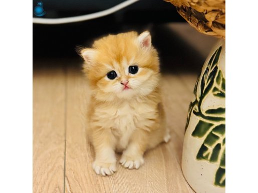 secereli goden British longhair kedi