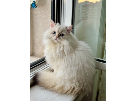 SAF KANLI BRITISH LONGHAIR 