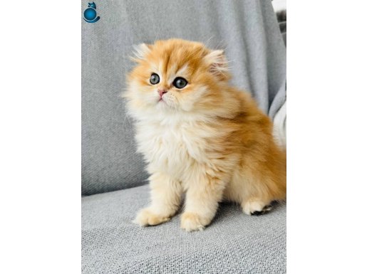 Saf kanlı black golden British longhair 