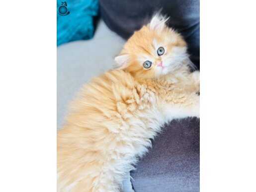 Saf kanlı British longhair yavru kedi