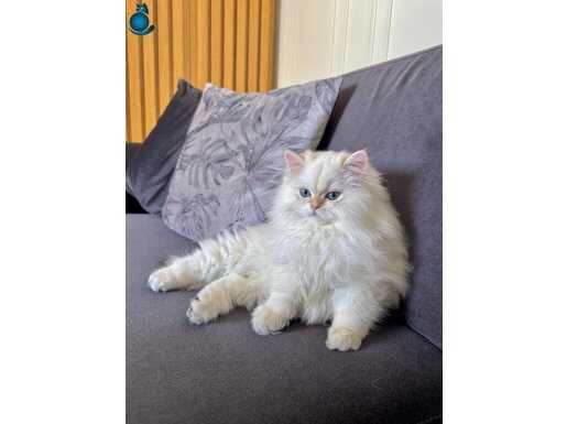 saf kanlı British longhair yavru kedi