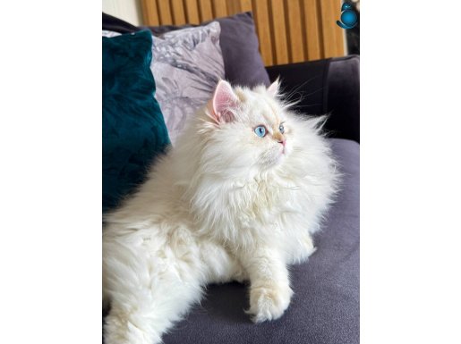 saf kanlı British longhair