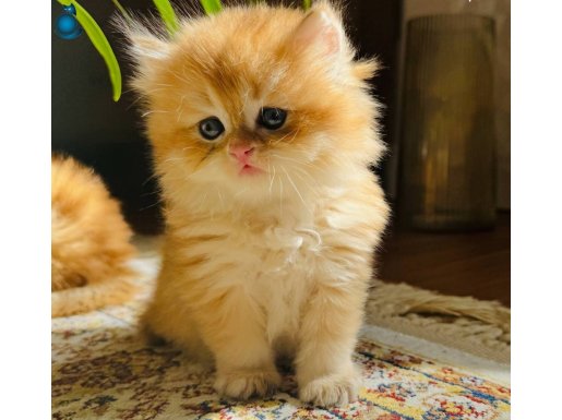 Golden British longhair yavru kedi