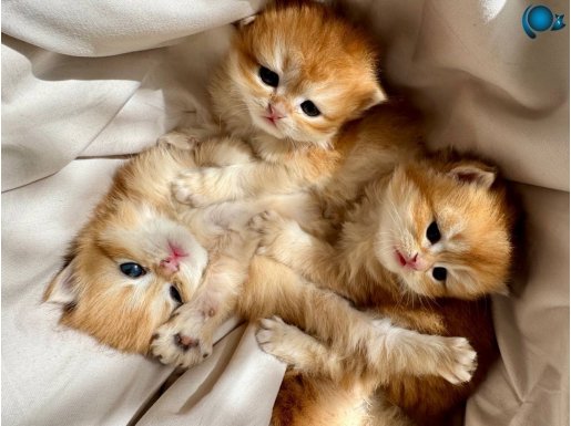 Yavru golden British longhair