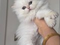 Safkan British Longhair Kedi