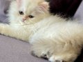 Safkan British Longhair Kedi