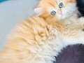 Saf kanlı British longhair yavru kedi