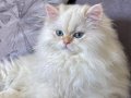 saf kanlı British longhair yavru kedi