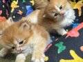 GOLDEN BRITISH LONGHAIR