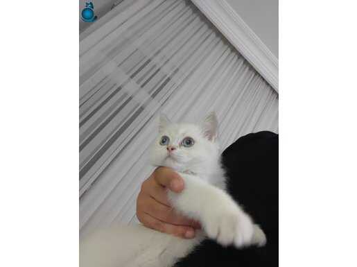 Bebek british wc egitimli 