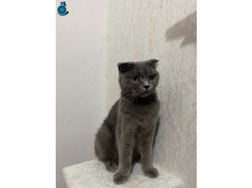 Scottish fold yeni yuvasını arıyor