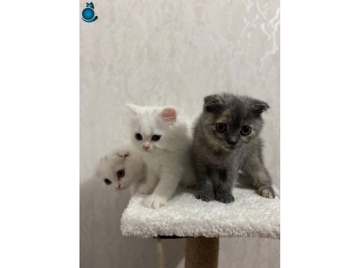 A KALİTE SCOTTİSH VE BRİTİSH YAVRULAR