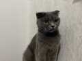 Scottish fold yeni yuvasını arıyor