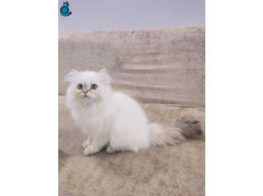 Çok güzel bir soya sahip longhair 