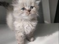 Mükemmel bebekler sizi bekliyor fold ve longhair 