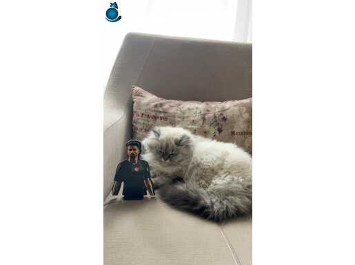 Sahibini sadık bir kedi. 