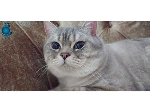 British Shorthair Kedimize Sevgi Dolu Bir Yuva Arıyoruz