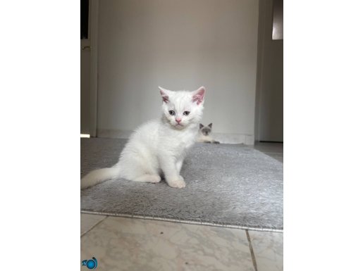 Sevimli oyuncu albino british 
