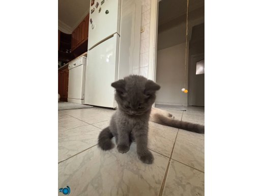 Safkan British shorthair