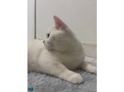 albino sereceli british shorthair 
