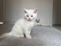 Sevimli oyuncu albino british 