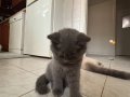 Safkan British shorthair