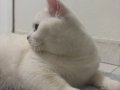  albino sereceli british shorthair 