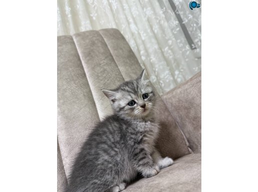 Yavru kedi 